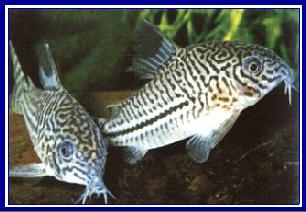 CORYDORAS TRILINEATUS - qwe