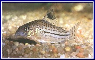 CORYDORAS TRILINEATUS qwe