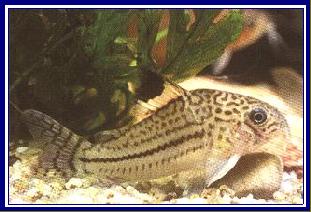 CORYDORAS TRILINEATUS qwe