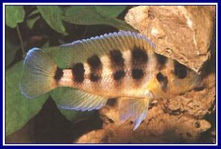 NEOLAMPROLOGUS SEXFASCIATUS qwe