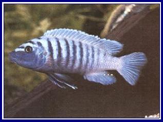 PSEUDOTROPHEUS ZEBRA qwe