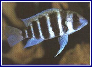 CYPHOTILAPIA FRONTOSA qwe