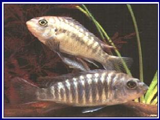 LABEOTROPHEUS FUELLEBORNI qwe