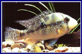 GEOPHAGUS BRASILIENSIS qwe