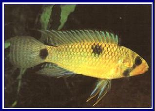 APISTOGRAMMA HIPPOLYTAE qwe