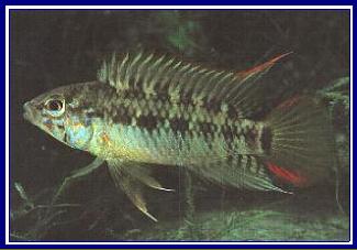 APISTOGRAMMA MACMASTERI qwe