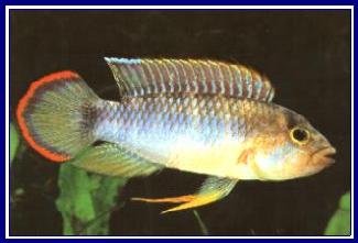 APISTOGRAMMA NIJSSENI qwe