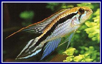 APISTOGRAMMA AGASSIZII qwe