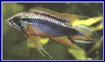 APISTOGRAMMA AGASSIZII qwe