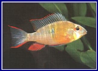 APISTOGRAMMA ALTISPINOSA qwe