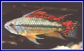 APISTOGRAMMA CACATUOIDES qwe