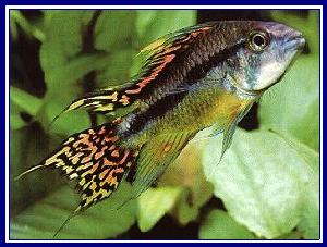 APISTOGRAMMA CACATUOIDES qwe