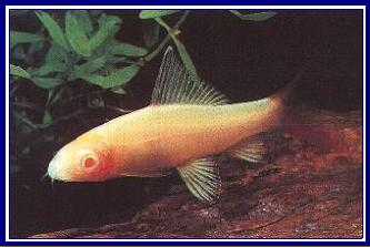 LABEO BICOLOR ALBINO qwe