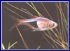 RASBORA HETEROMORPHA qwe