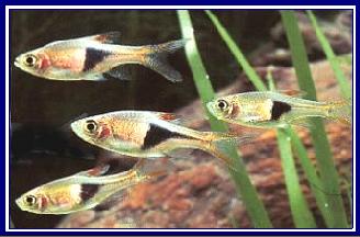 RASBORA HETEROMORPHA qwe