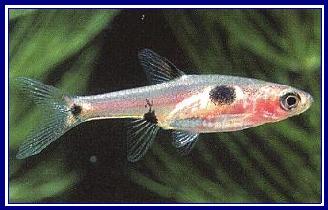 RASBORA MACULATA qwe