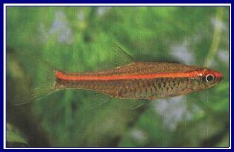 RASBORA PAUCIPERFORATA qwe