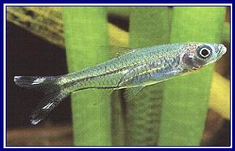 RASBORA TRILINEATA qwe