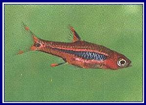 RASBORA UROPHTHALMA BRIGITTAE qwe