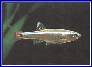 TANICHTHYS ALBONUBES qwe