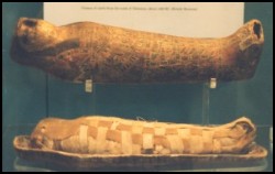 Sarcofago e mummia di falco