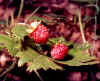 fragole di bosco 2.jpg (81774 byte)