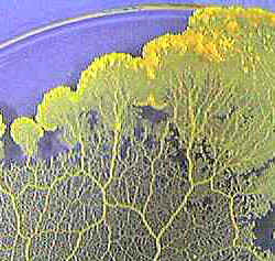 slime mold