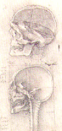 Scheletro del cranio