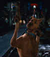 scoob1.jpg (11201 byte)