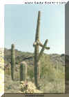 cactus.jpg (39064 byte)